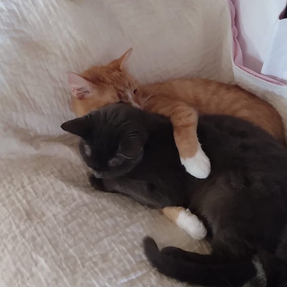 ๐๐๐CHEROKEE'S FERAL HAVEN๐๐๐ - Picture 3 of 14